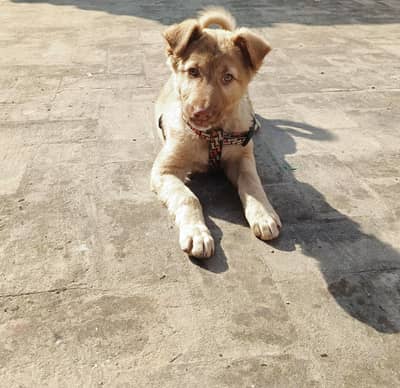 liver jerman shepherd