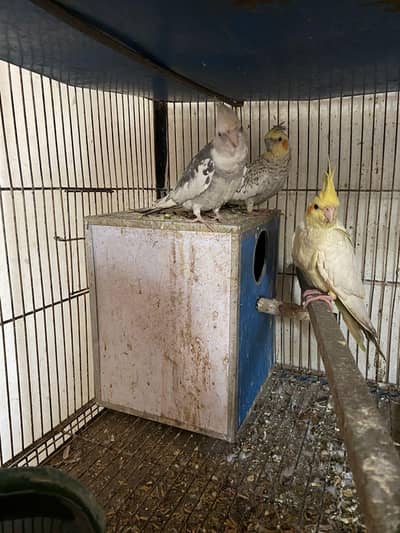 2 breading pair with one chick