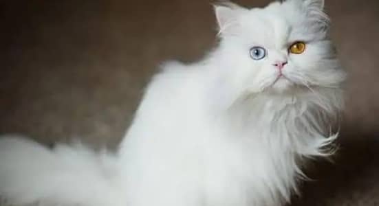 Persian cat for sale my WhatsApp number  0324-12-95-120