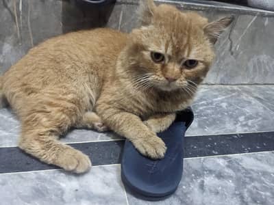 Scottish Fold Male Cat