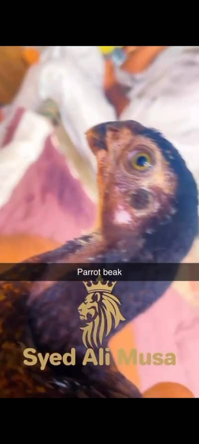 parrot beak shamoo