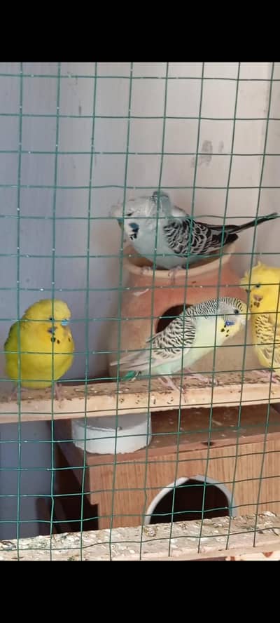 UnderSize Pairs Available for Sale