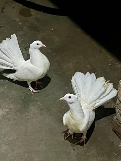 Lakka,kabootar fantail