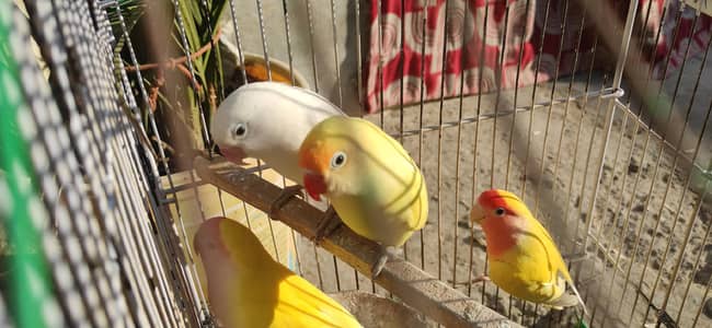 Love birds confirm breader pair for sale