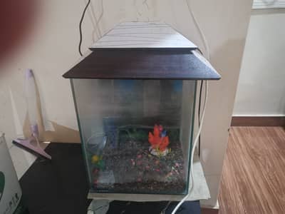 Fish Aquarium