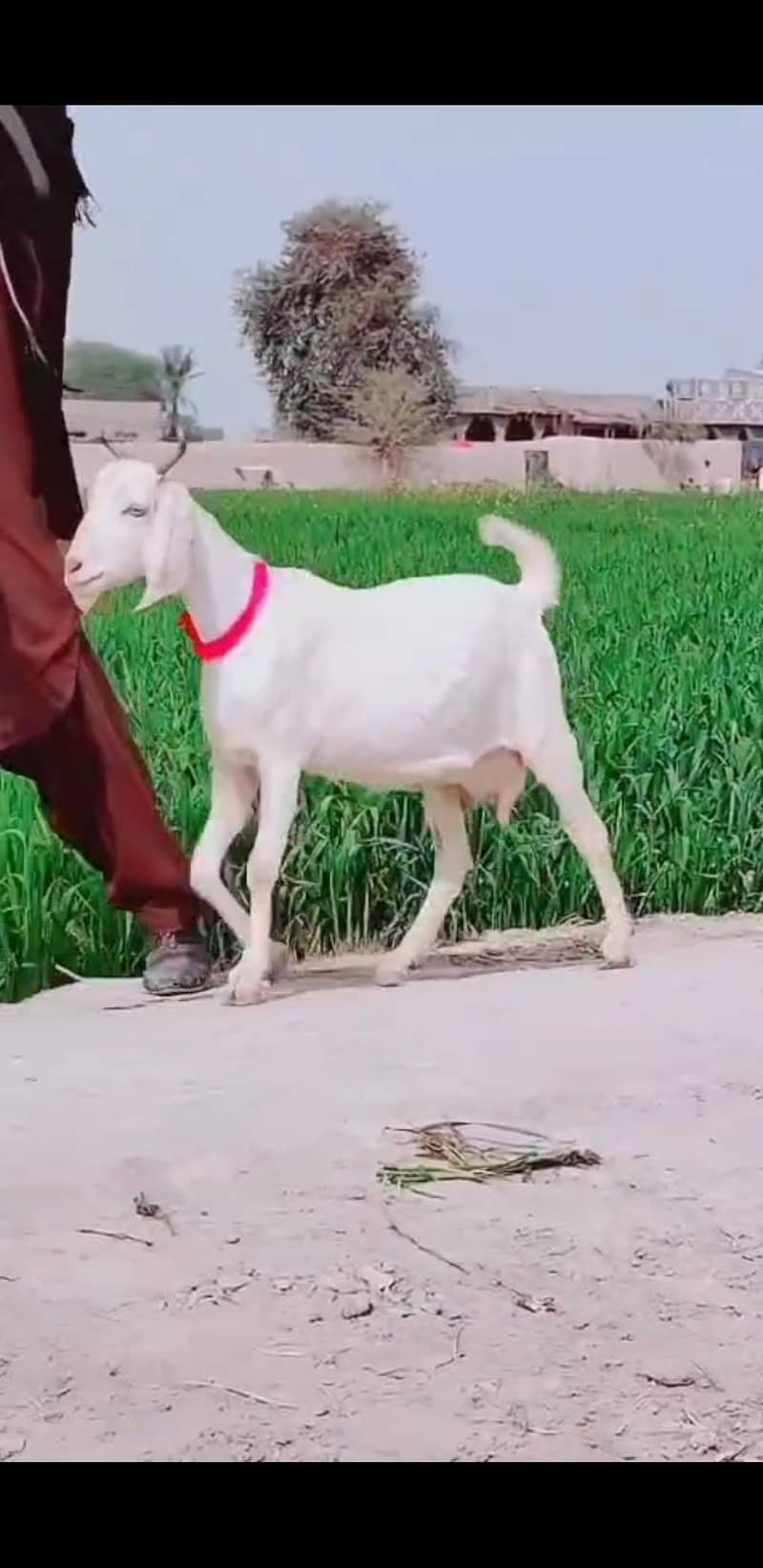 دیسی ٹیڈی بکری 0