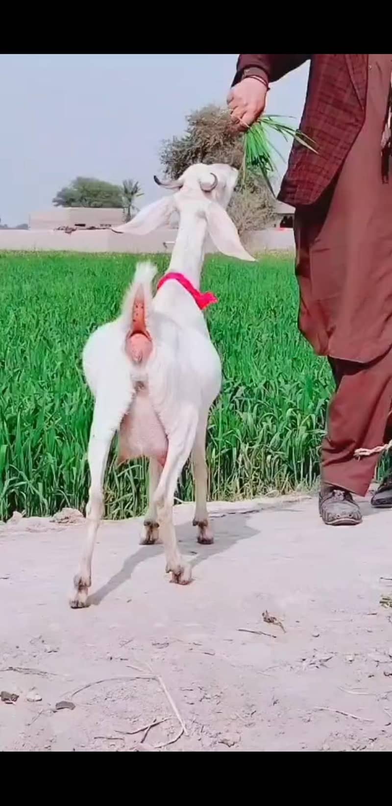 دیسی ٹیڈی بکری 1