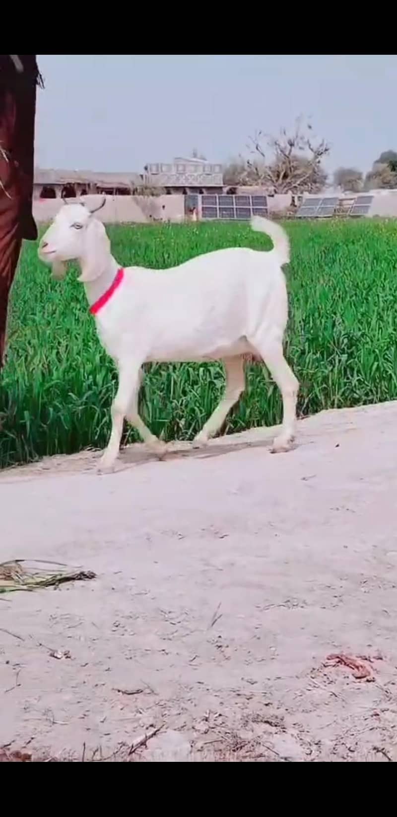 دیسی ٹیڈی بکری 2