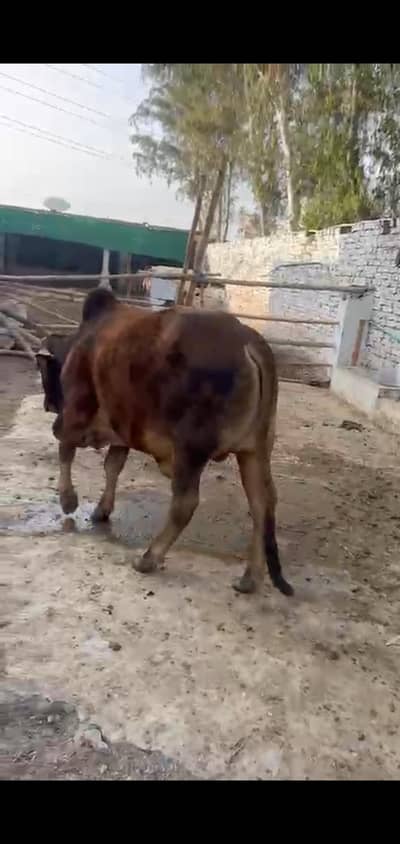 EID 4 WACHAY / WACHAS / BULLS /EID