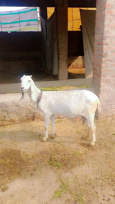 desi bakri with 2 female kids