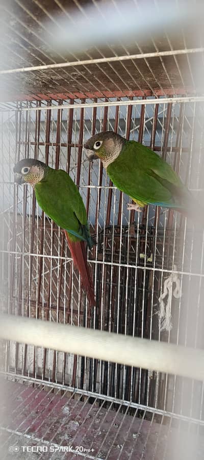 Green Check Conure Pineapple Conure breeder pair