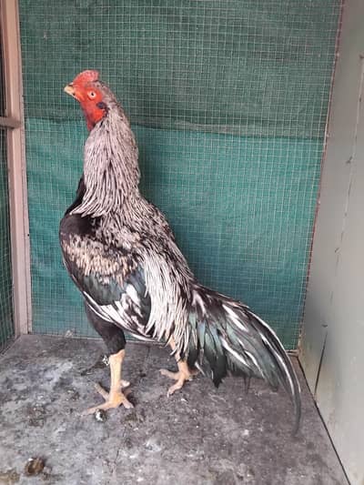 High quality aseel amroha jawa 0size patha 03125493963 WhatsApp