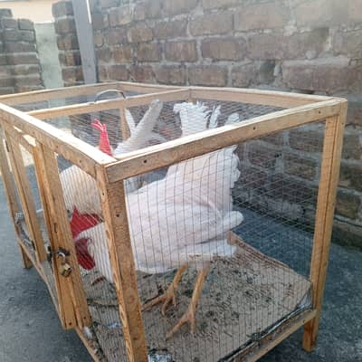 Pure desi murghy for sale