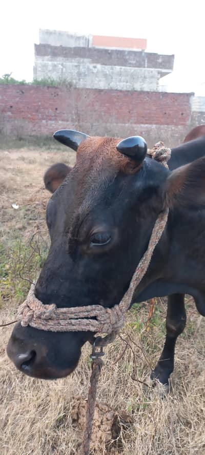 cow for sale fresion cholistani cross