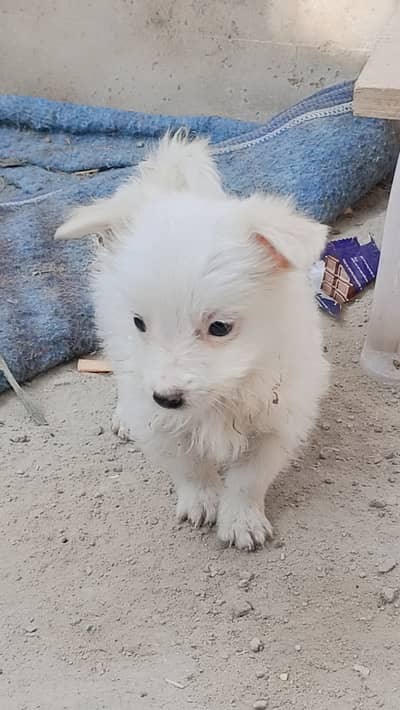 Healthy Cute Puppy for Sale