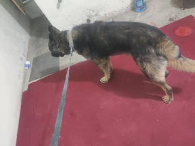 husky jarmanshafard cross