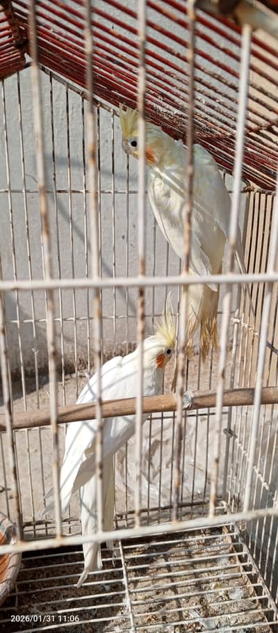 Cocktail Breaker Pair