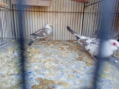 pied dove pair with 2 chicks