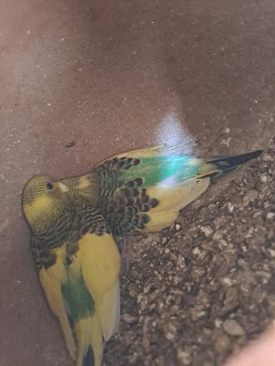 I am seling my budgies with cage