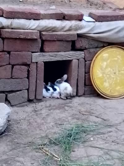 male and female both are available