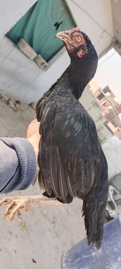 aseel mughi for sale