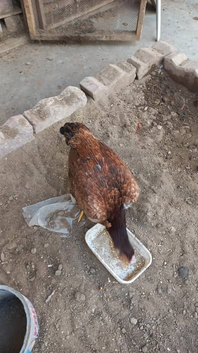 Aseel mian wali  orignal home breed. . .