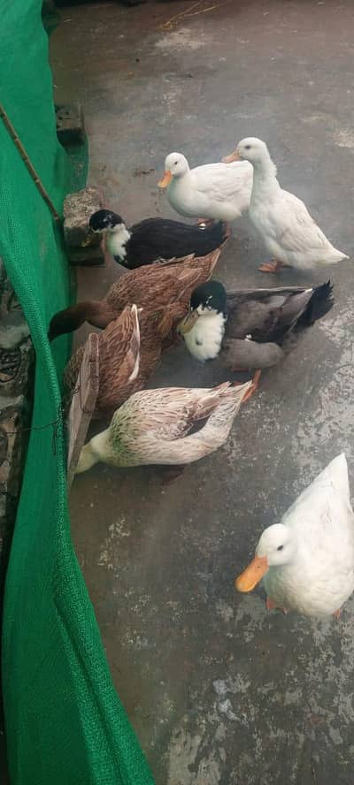 Healthy Egg Laying Ducks for Sale – Multiple Breeds Available