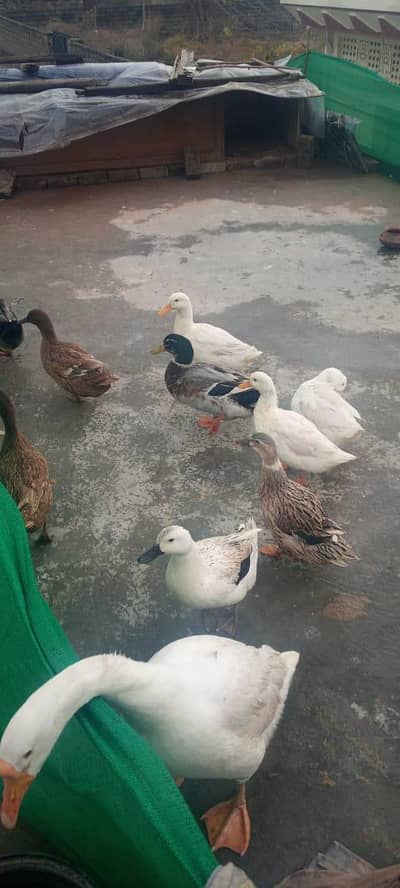 Healthy Egg Laying Ducks for Sale – Multiple Breeds Available