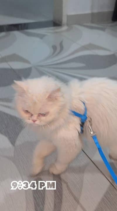 Persian female cat for sale