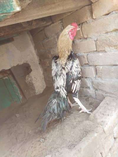 ASEEL patha for sale