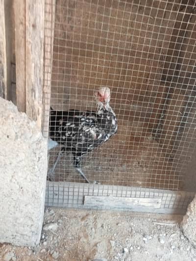 black and white aseel murgi