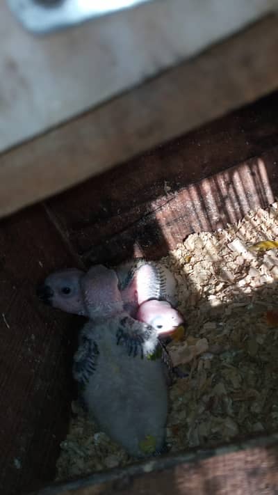 Sun conoure chicks healthy and active