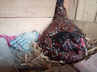 kurak dogli big size hen