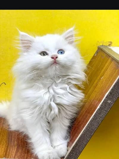 Persian female kitten for sale. my WhatsApp number 0320*24-100*47