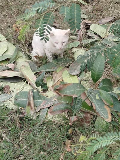 Healthy white domestic cat