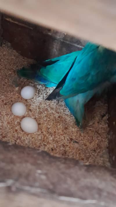 Love Birds Breeder Pairs