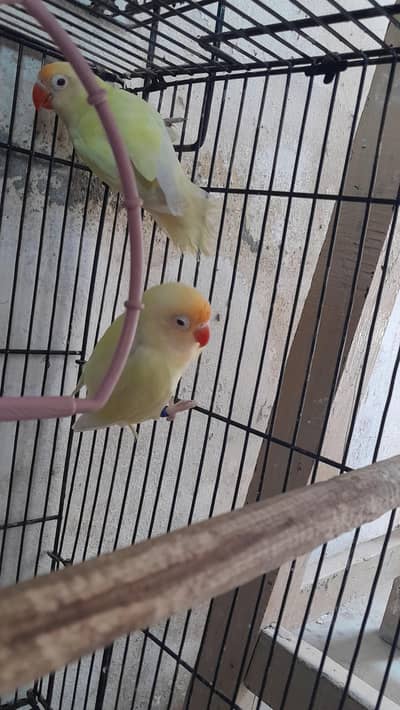 Love Birds Breeder Pair and Cages (Full Setup)