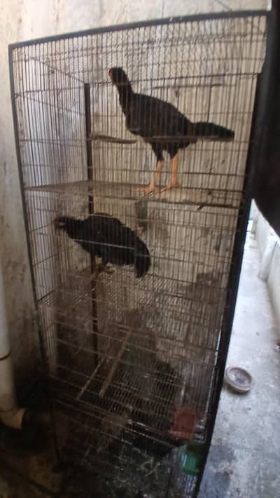 4 posion cage for Sall