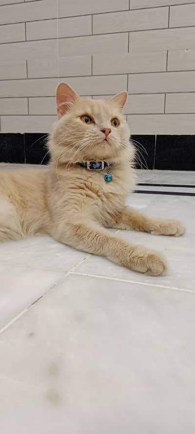 Male adult cat for sale 03143964226