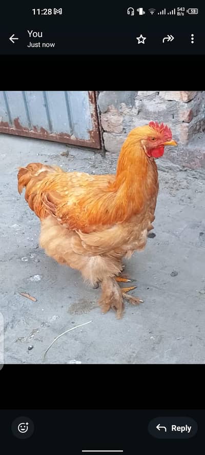 Golden buff female available in multan
