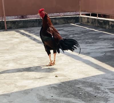 Aseel murga best quality