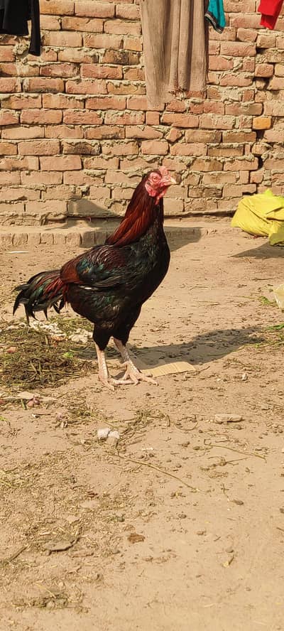 aseel pair aur pathy for sale