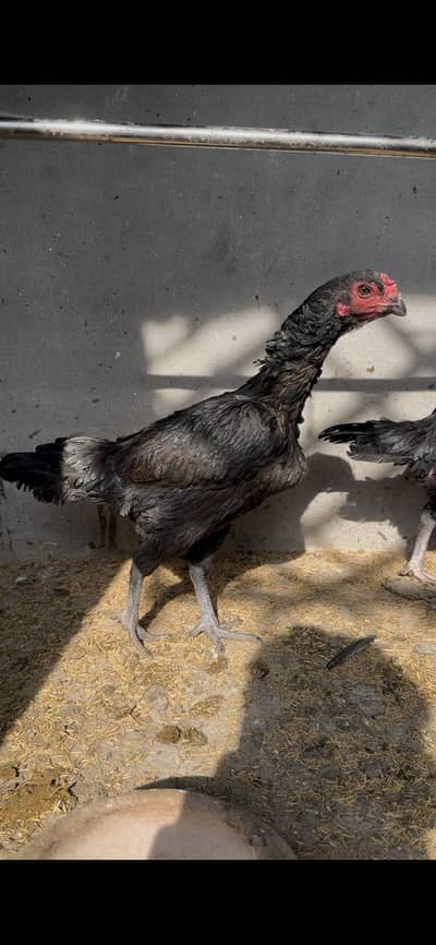 Pure thai x dragon bloodline females madia