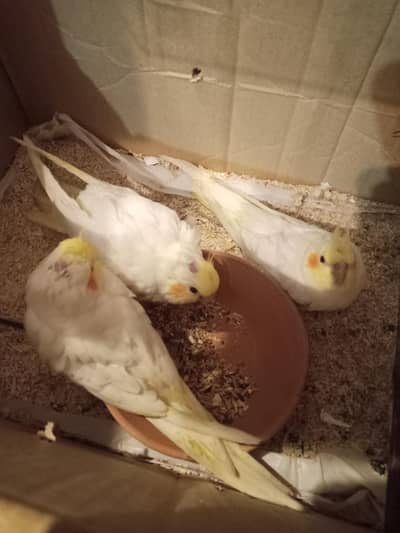 Common white Cocktaile chick  for sale