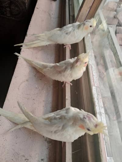 Common white Cocktaile chick  for sale