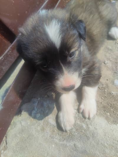 Cute Puppy with German Shepherd Traits