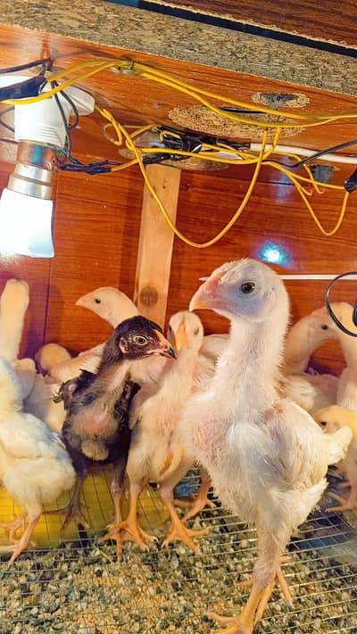 Shamo chicks | White german shamo chicks | king shamo chicks | Chicks