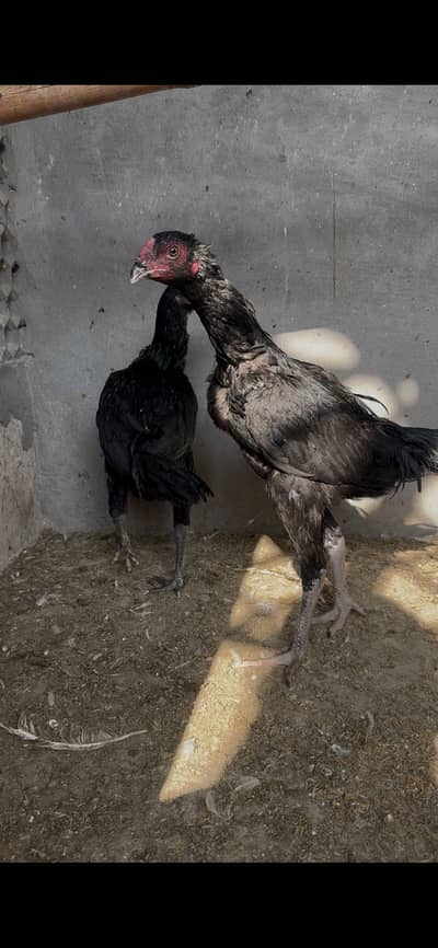 Pure thai pair quality birds shampion eyes