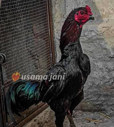 pure Thai pakoya chicks  available