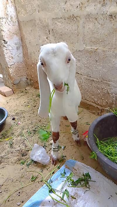 Gulabi Kid Healthy and active